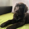 LABRADOR retriver, čokoladni štenci