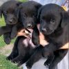 Prodajem tri muska steneta Labradora