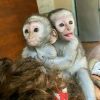 Inteligentni bebe kapucinskih majmuna sada su spremni za prodaju..,