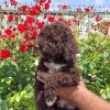 Lagoto Romanjolo (Lagotto Romagnolo)