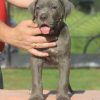 Cane Corso štenci