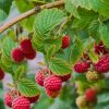 Hitno potrebni beraci maline
