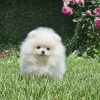 Pomeranac BOO medvedići, Pomeranski Špic štenci