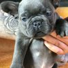 Egzoticni Francuski Buldog stenci