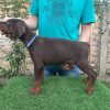 Doberman
