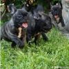 Francuski budog
