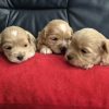 Maltipoo štenci