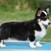 Velski korgi/Welsh Corgi Pembroke