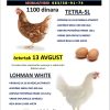 Prodaja nosilja – hibridi za jaja TETRA‑SL i LOHMAN WHITE.