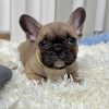 Francuski Buldog prelepi štenci