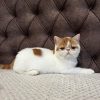Egzotični kratkodlaki mačići (Exotic Shorthair)