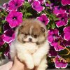 Pomeranac Boo prelepi štenci