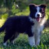 Border Collie – Border koli štenad