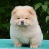Chow chow-cau cau