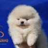 Pomeranac BOO medvedići, Pomeranski Špic štenci